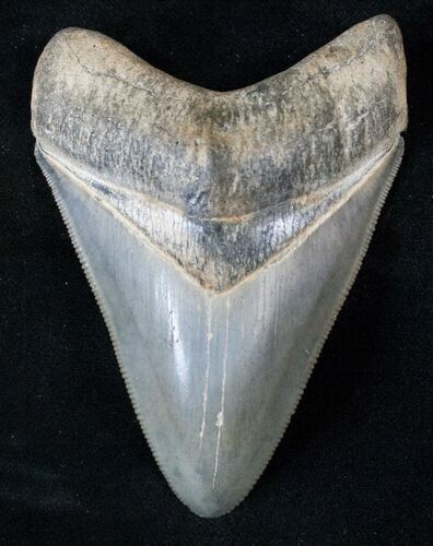 Venice Megalodon Tooth - Collector Quality #15882